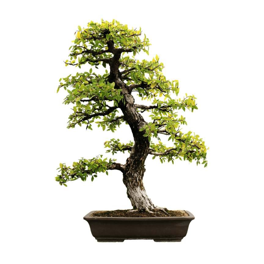Bonsai