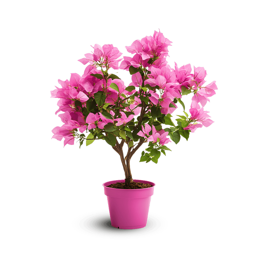 Bougainvillea