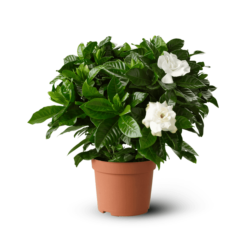 Gardenia