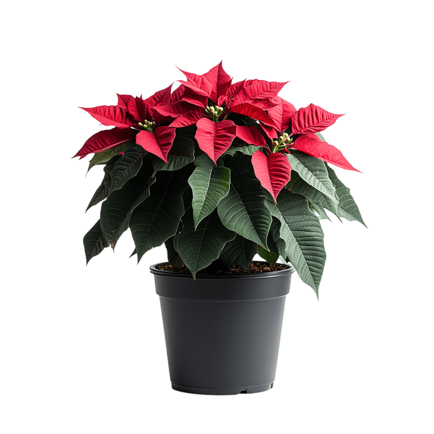 Poinsettia