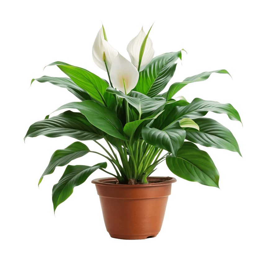 Spathiphyllum